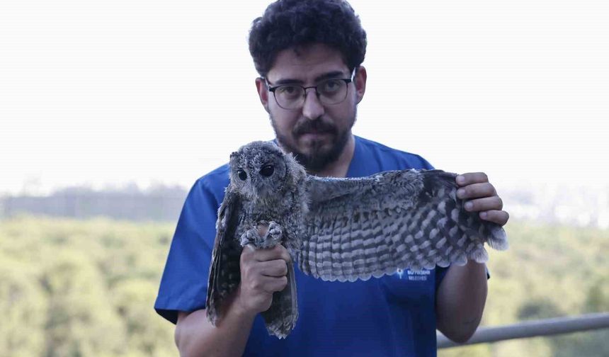 Ebeveynlerinin terk ettiği 3 Alaca Baykuş'un rehabilitasyonu tamamlandı
