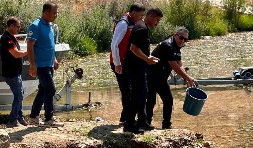 Hatay'daki baraj ve göletlere 682 bin sazan yavrusu bırakıldı