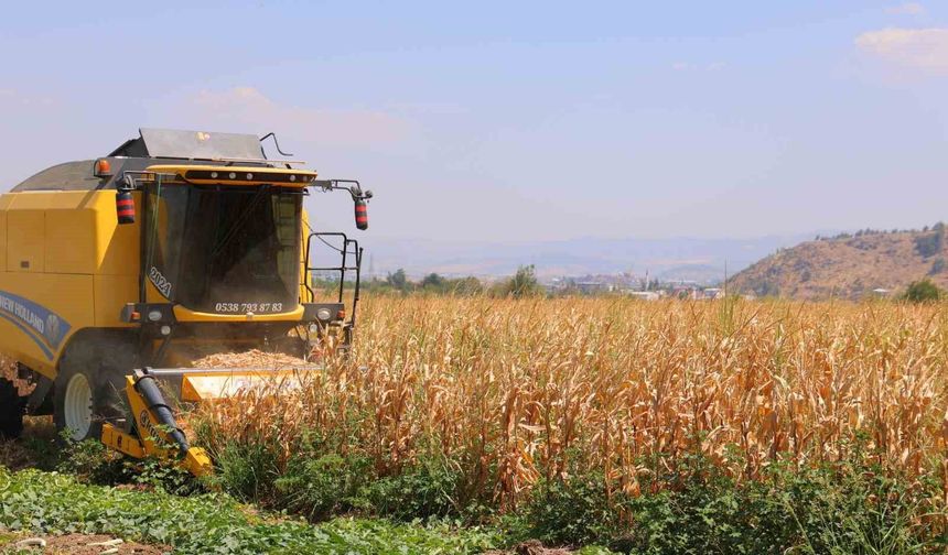 Kahramanmaraş'ta mısır hasadı başladı