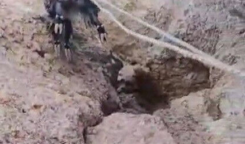 Kayalıklarda mahsur kalan keçiler kurtarıldı