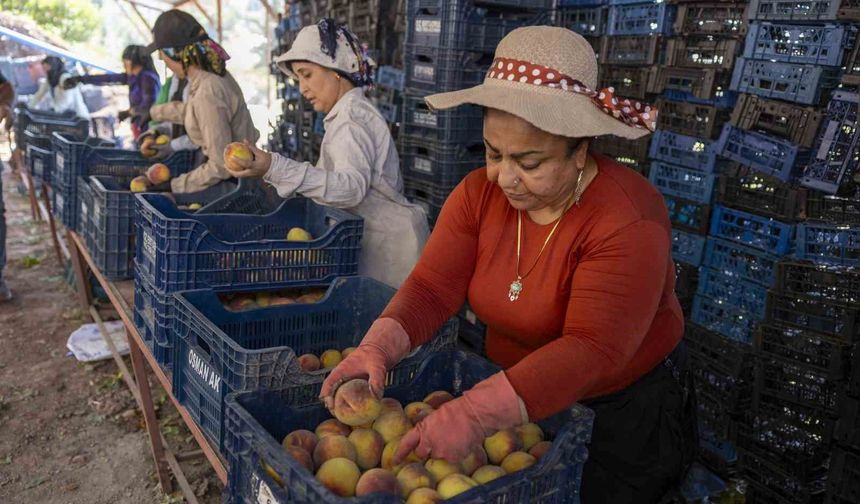 Mersin'de üreticiden alınan şeftaliler Kent Lokantasında vatandaşla buluşacak