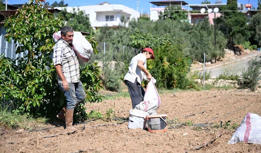 Mersin'de üreticilere 10 bin enginar yumrusu desteği