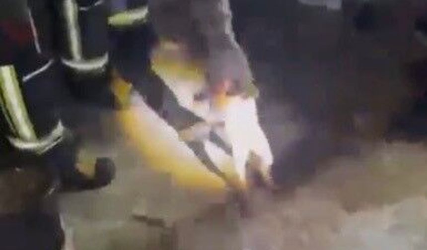 Osmaniye'de apartmanın 3'üncü katına çıkan tilki doğaya bırakıldı