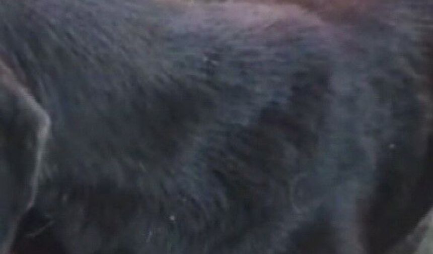 Silahla vurulan sokak köpeğine polis ekipleri sahip çıktı