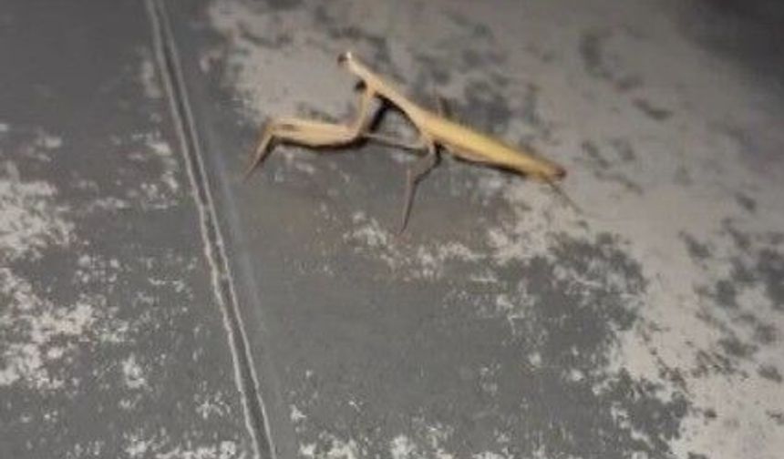Vatandaşın Peygamber devesi ile diyalogu gülümsetti