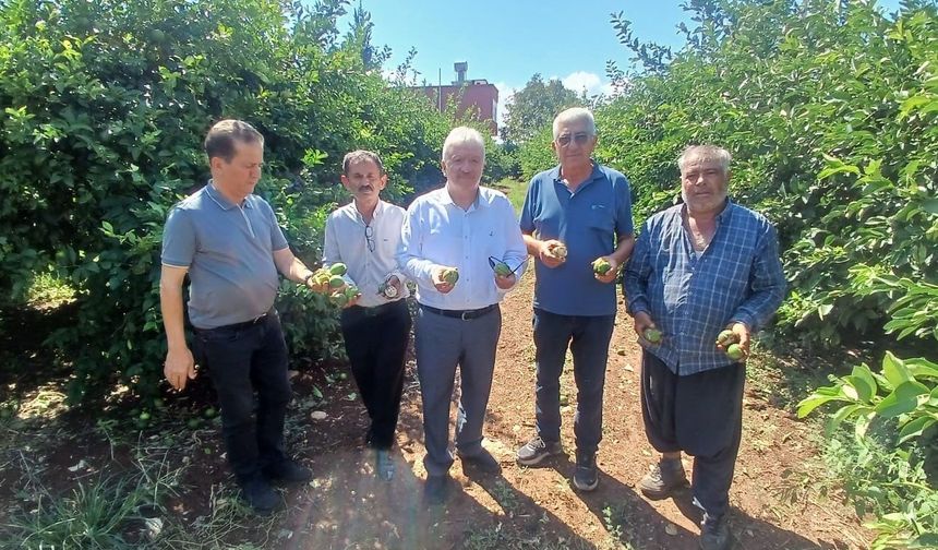 Yüreğir'de dolu afeti: Yaklaşık 35 bin dönüm tarım alanı zarar gördü