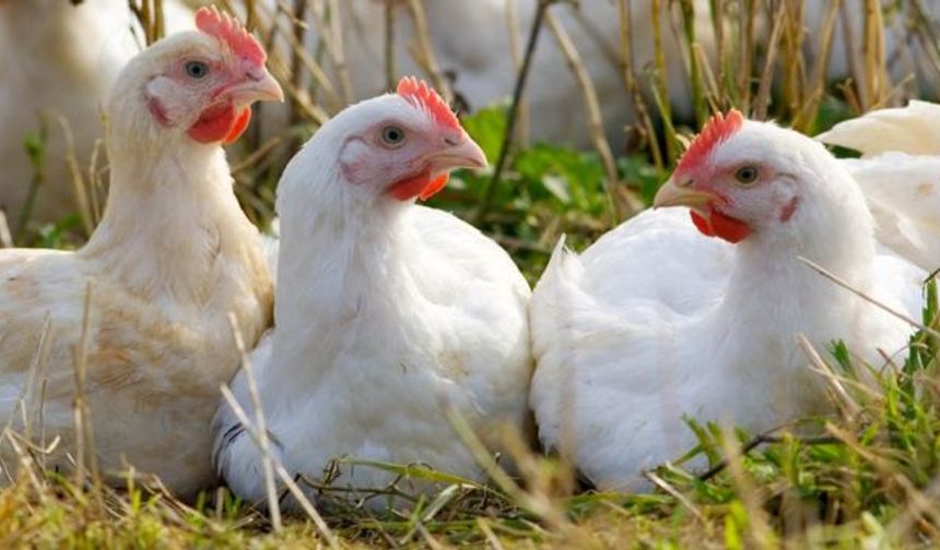 Tavuk gıdaklamalarını tercüme eden yapay zeka geliştirildi