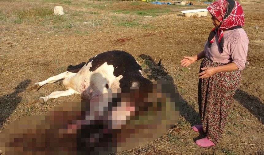 100 bin lira değerindeki Holstein cinsi inek köpekler tarafından telef edildi